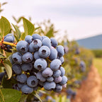 (No Ship to CA, HI, AK) Sweet Blue Berry Live for Planting - 1 to 2 Feet Live Blueberries Plants in 2 Gallon Pot, Perfect for Yard Landscape and Containers