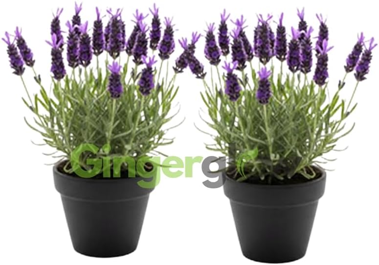2 Spanish Lavender Plant Live Outdoor, 3" Potted, Drought Tolerant Evergreen Perennial, Established Root System Bloom, Low Maintenance Garden Plant