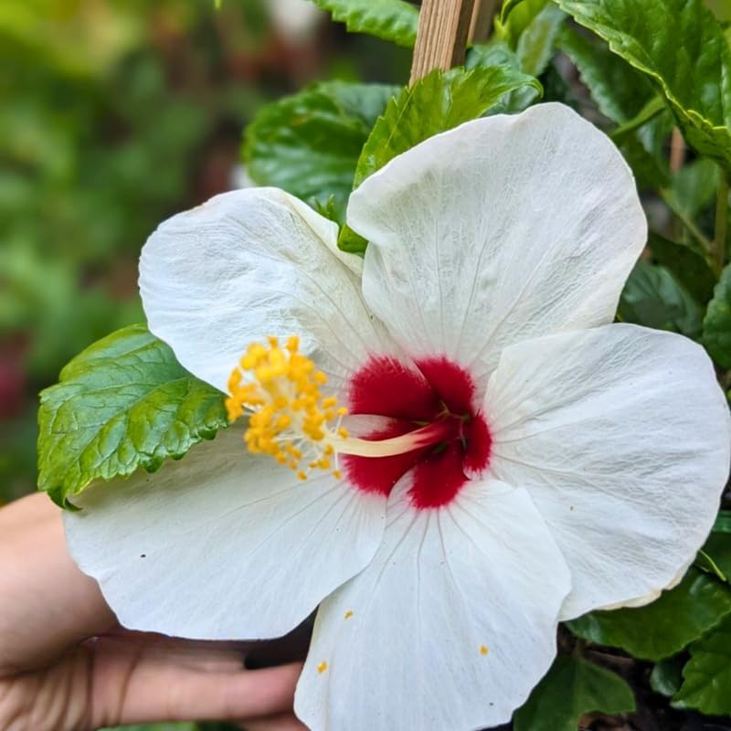 2 Red Heart Althea Rose of Sharon Live Plant | 12–18 Inch Tall | White Hibiscus Plant Featuring Red Center Flowers | Hardy Outdoor Flowering Shrub for Garden, Yard & Landscape Planting