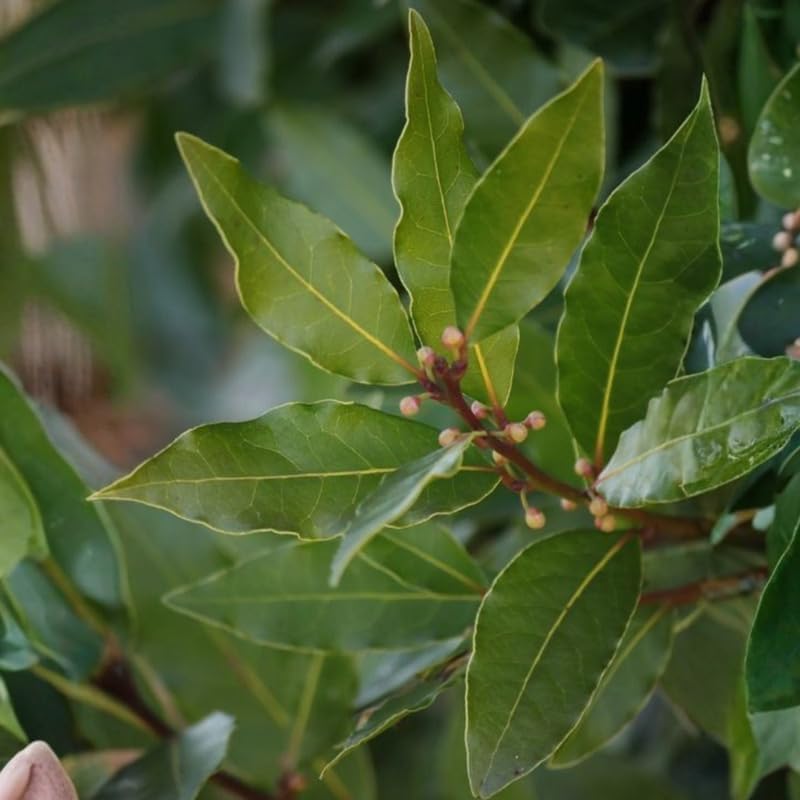 Bay Leaf Live Plant, 5-7 Inch Sweet Bay Tree Starter, Vigorous Culinary Herb for Indoor Kitchen Gardens & Outdoor Landscapes, Sturdy Aromatic Leaves
