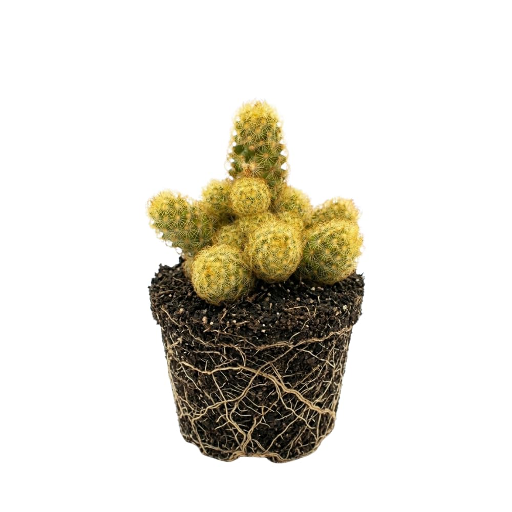 Live Cactus Plant Gymnocalycium Horstii Green Tomato, 4" Pot, Low Maintenance Rare Cactus, Drought Tolerant Houseplant for Indoor Décor, Windowsills & Succulent Collections