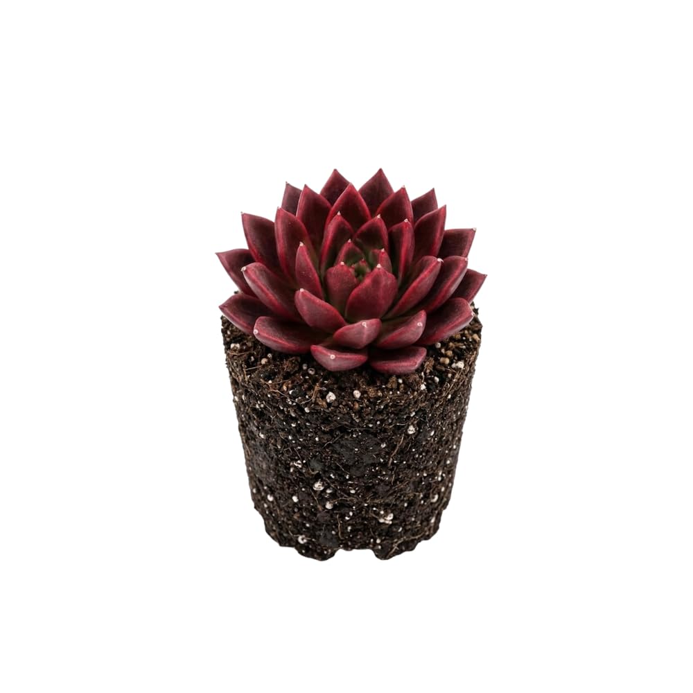 Live Succulent Echeveria Chroma, 2 Inch Pot Rare Succulent Plant Live, Easy Care, Beautiful Vibrant Color for Indoor Décor, Desk & Small Spaces