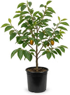 (No Ship to CA,HI,AK) Hachiya Persimmon Tree in 3 Gallon Pot, Live Fruit-Bearing Deciduous Plant for Edible Landscaping, Shade Tree for Sweet Autumn Harvests & Baking