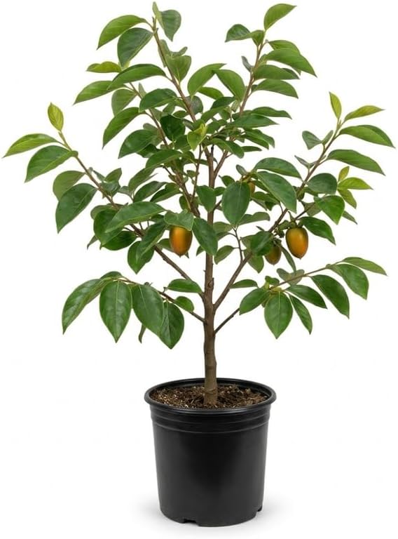 (No Ship to CA,HI,AK) Hachiya Persimmon Tree in 3 Gallon Pot, Live Fruit-Bearing Deciduous Plant for Edible Landscaping, Shade Tree for Sweet Autumn Harvests & Baking
