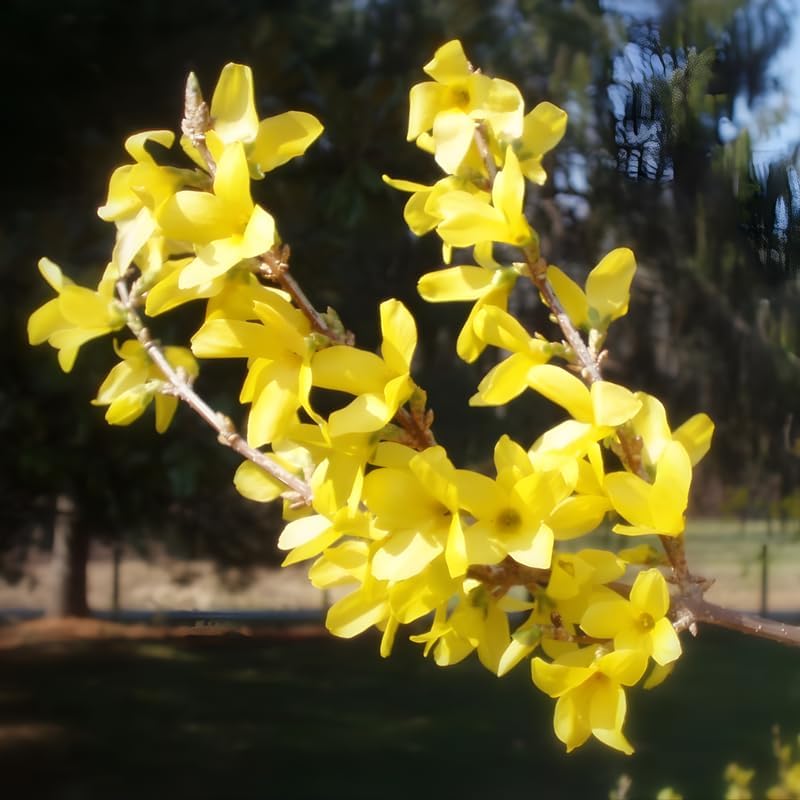 Lynwood Gold Forsythia Live Shrub | 2.5-Inch Potted Forsythia Bush | Outdoor Plant for Landscape Use | Great for Garden Borders