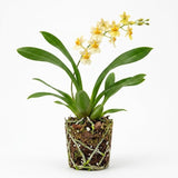 Oncidium Orchid Twinkle Live Plant, Fragrance Fantasy Oncidium Orchid Flower, Vibrant Blooming Houseplant for Indoor Decor, Home Office and Patio