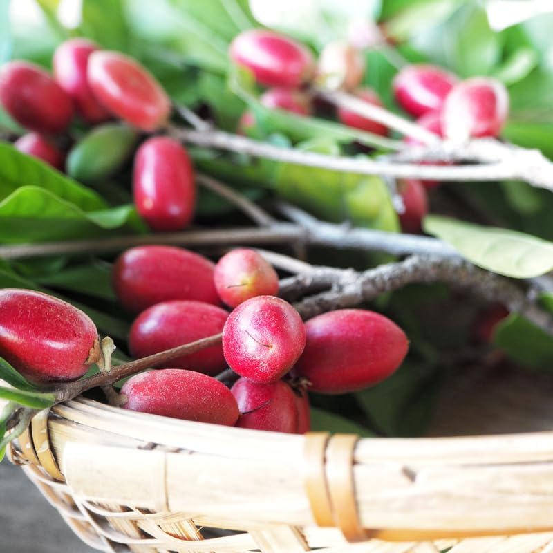 (No Ship to CA, HI, AK) Miracle Berry Fruit Plant Live, 12-14” Tall in 3 Gal Pot, Fast Growing Fruit Trees Live Plants Ready to Fruit, Cold Hardy Tropical Fruit Trees