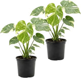 2 Monstera Thai Constellation Live Plant, 4 Inch Pot Size, Potted Indoor Plant, Low Maintenance Rare Variegated Shrub for Bright Indirect Light