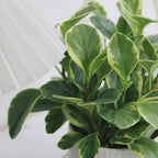 Peperomia Obtusifolia Variegated Live Plant | Baby Rubber Plant in 4'' Inch Pot | Easy-Care Peperomia Live Indoor Houseplant | Attractive Variegated Rubber Plant for Home & Office Décor
