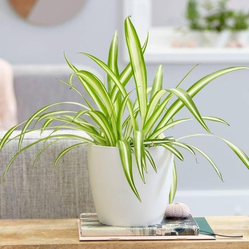 3 Spider Plants Live House Plants, Spider Plant in 4 Inch Pot, Low Maintenance, Thrives in Home & Office, Perfect for Plant Enthusiasts
