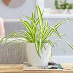 3 Spider Plants Live House Plants, Spider Plant in 4 Inch Pot, Low Maintenance, Thrives in Home & Office, Perfect for Plant Enthusiasts