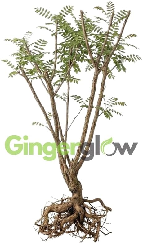 15 False Indigo Bush Live Plant | 1-2ft Bare Root Seedlings | Low Maintenance Native Deciduous Shrub | Well-Rooted Flowering Plant