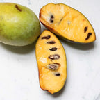 2 Pawpaw Tree Live Plants | 1-2ft Bare Root Seedlings | Low Maintenance Deciduous Fruit Shrub | Robust Well-Rooted Native Plants for Garden