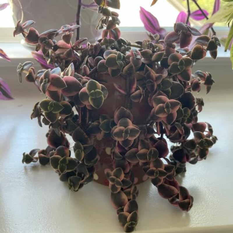 Calico Kitten Succulent Live in 4 Inch Pot | Pink Variegated Trailing Plant | Great for Window Ledges, Office Corners, and Compact Plant Displays