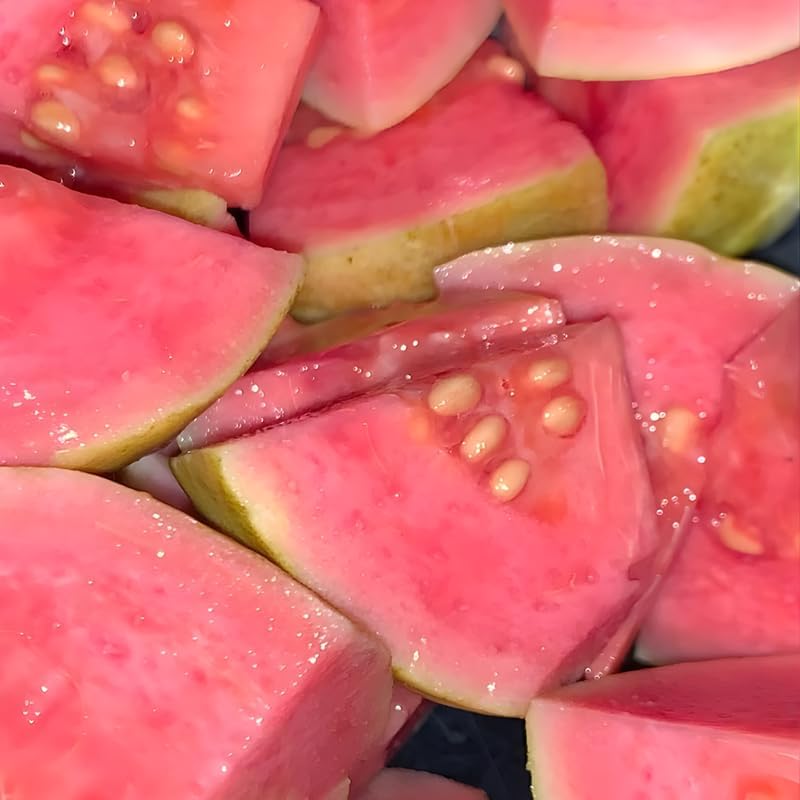 Pink Guava Tree Live Plant 3 Ft Tall | Sweet Pink Flesh Fruit Tree| Guava Plants Live for Planting in Backyards, Patios & Warm Climates