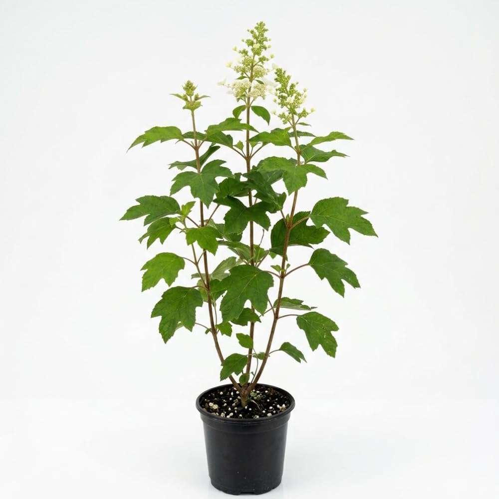Oakleaf Hydrangea Live Plant, 12-18 Inch Tall in 4" Pot, Hydrangea Plants Trees Shrubs, Low Maintenance Compact Flowering Shrub for Borders, Garden Beds & Outdoor Landscaping