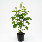 Oakleaf Hydrangea Live Plant, 12-18 Inch Tall in 4" Pot, Hydrangea Plants Trees Shrubs, Low Maintenance Compact Flowering Shrub for Borders, Garden Beds & Outdoor Landscaping