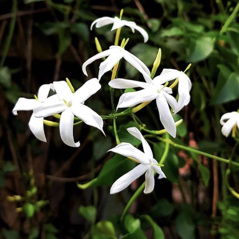 Confederate Star Jasmine Plant Live in 4 Inch Pot | Fast-Growing Fragrant Jasmin Plant for Indoor | Easy Care Flowering Plant for Home, Patio & Trellis