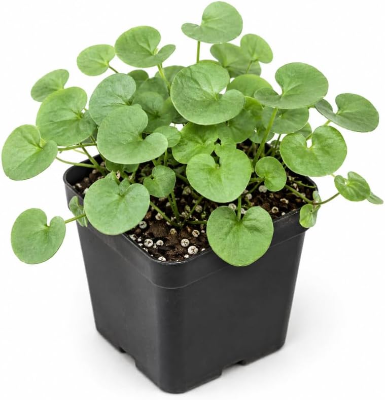 Dichondra Green Falls Plant, 4" Pot, High-Vigor Low Maintenance Plant for Outdoor Planters, Striking Green Leaves