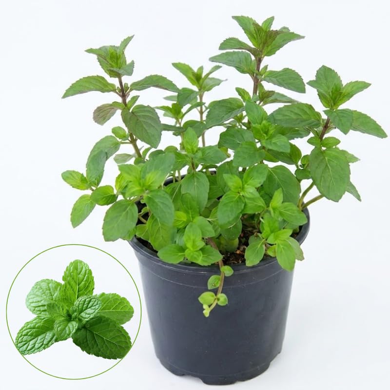 Chocolate Mint Plants Live Outdoor and Garden, Mint Plants Live in 3-Inch Pot, Cold-Hardy Mint Herb for Patios, Containers, and Ground Cover