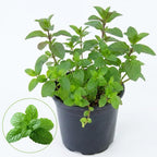 Chocolate Mint Plants Live Outdoor and Garden, Mint Plants Live in 3-Inch Pot, Cold-Hardy Mint Herb for Patios, Containers, and Ground Cover