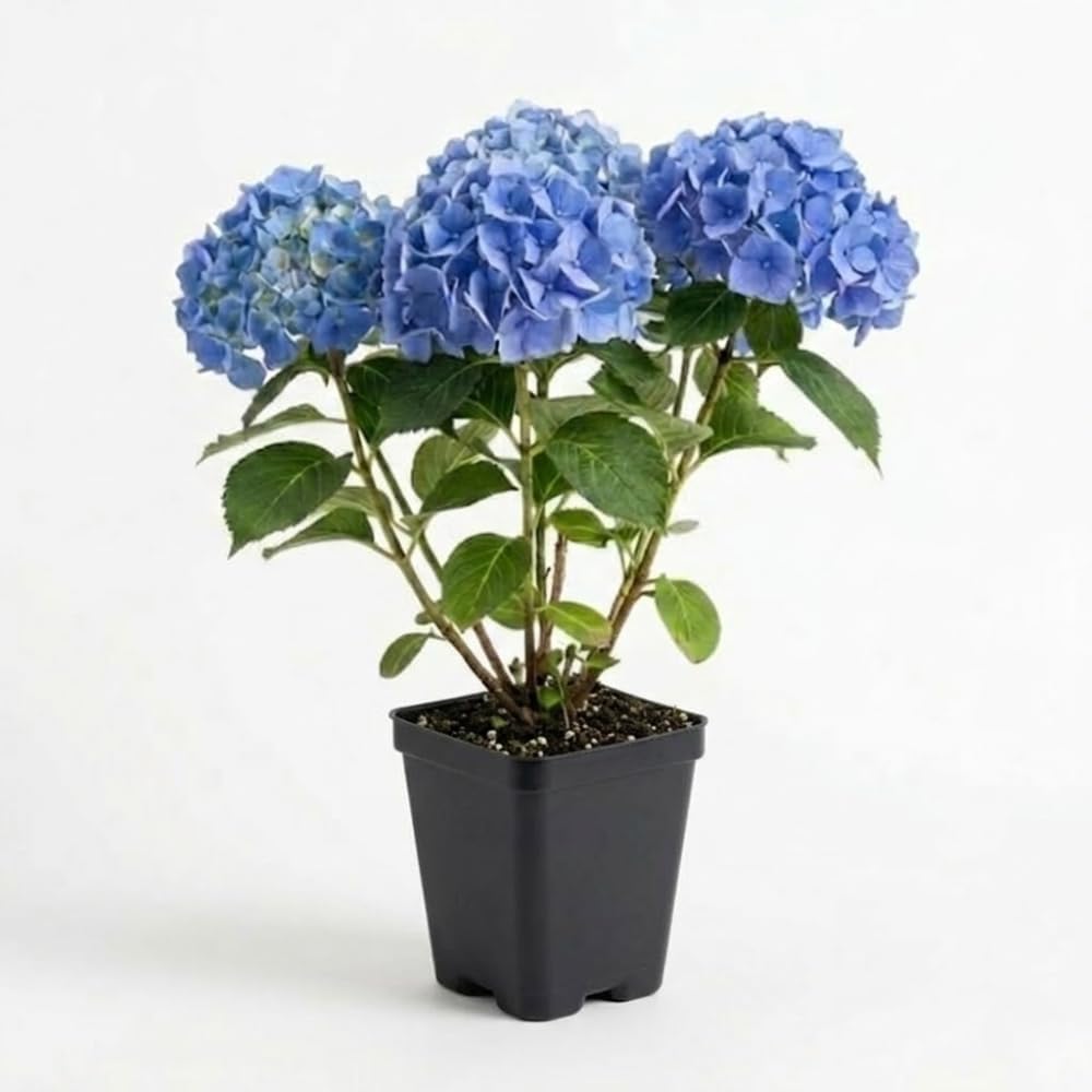 Nikko Blue Hydrangea Live Plants for Planting, 6-12 Inch Tall in 2.5" Pot, Blue Mophead Bloom, Flowering Shrub for Garden and Patio