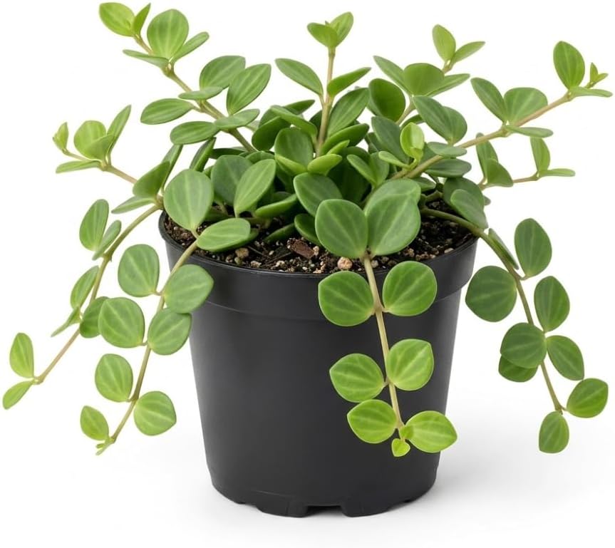 Peperomia Hope Plant in 4'' Inch Pot, Low-Maintenance Peperomia Live Plant, Ideal Plant for Home & Office