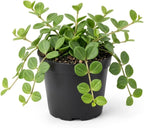 Peperomia Hope Plant in 4'' Inch Pot, Low-Maintenance Peperomia Live Plant, Ideal Plant for Home & Office