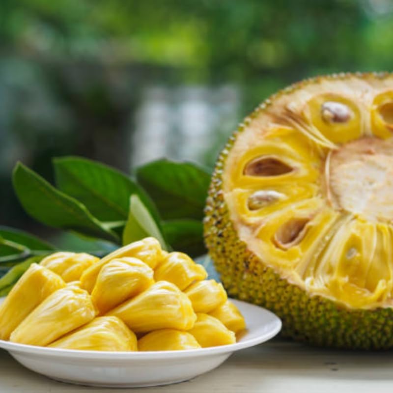(No Ship to CA,HI,AK) Live Jackfruit Tree, 3 Foot Tall Potted Plant, 3 Gallon Size, Easy Care Tropical Greenery, Large Fruit Tree for Home Landscapes