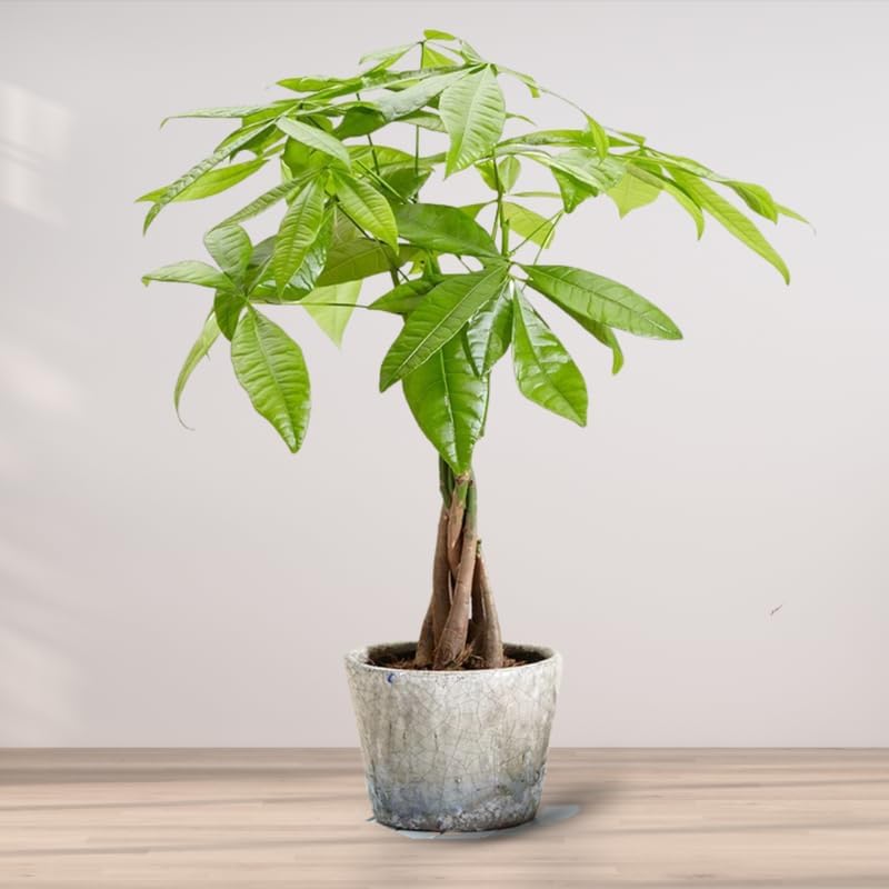 Money Tree, 4 Inch Pot Size, Potted Indoor Plant, Low Maintenance Decorative Tree for Bright Indirect Light