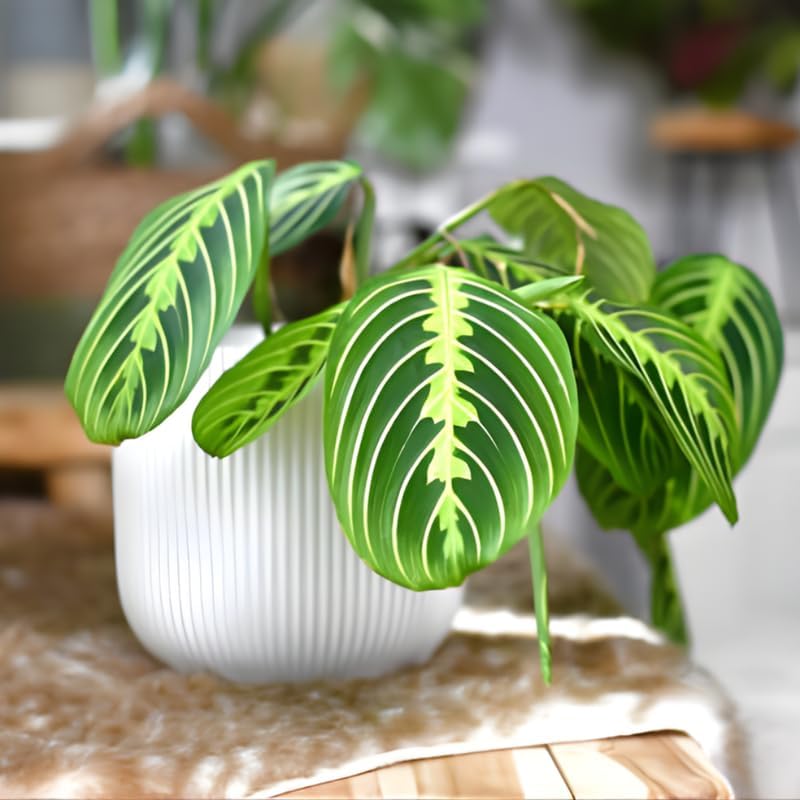 Maranta Lemon Lime Prayer Plant Live, 4 Inch Pot, Potted Prayer Plant, Vibrant Green Foliage Indoor Plant for Home and Office