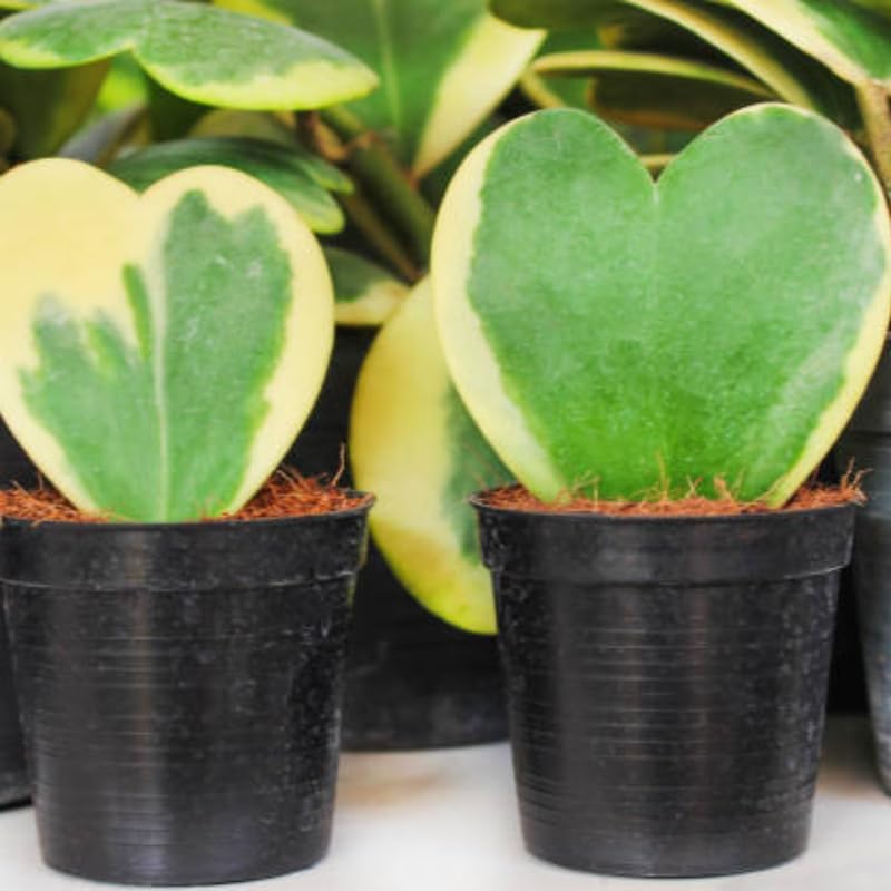 Variegated Hoya Kerrii Heart Plant Live, 2 Inch Pot, Potted Heart-Shaped Succulent, Yellow and Green Indoor Plant for Desks and Gifts
