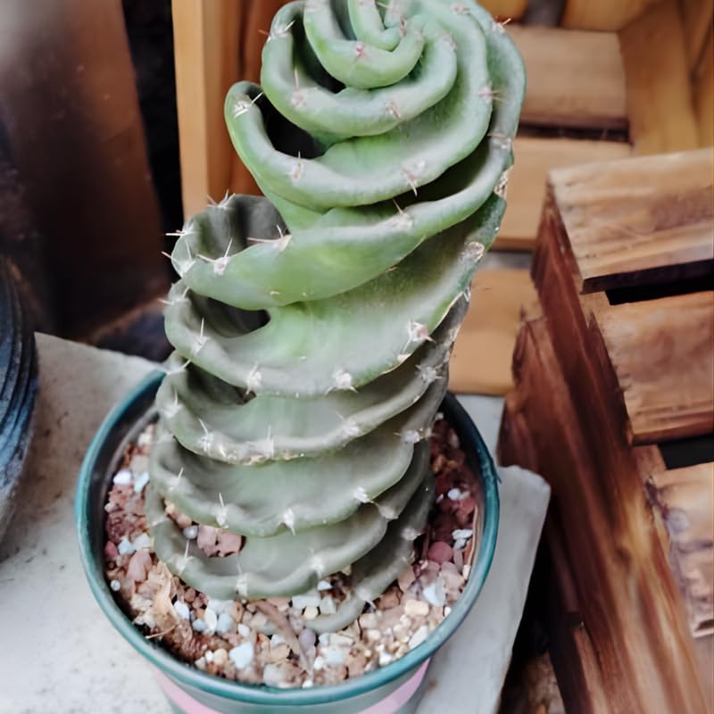 Spiral Cactus Live Plant, 3.5 Inch Pot, Potted Cereus Forbesii Spiralis, Unique Geometric Succulent for Home and Office Décor