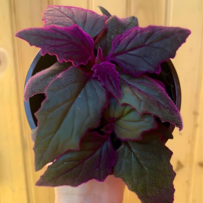 2 Purple Passion Plant Live Indoor Plant, 4-8 Inch Tall, 2 Rooted Plants Per Pot, Low Maintenance Tropical Velvet Vine for Bright Indirect Light