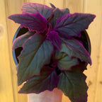 2 Purple Passion Plant Live Indoor Plant, 4-8 Inch Tall, 2 Rooted Plants Per Pot, Low Maintenance Tropical Velvet Vine for Bright Indirect Light