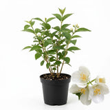 Mock Orange Shrub, 4-6" Potted Plant Starter, High-Vigor Cold-Hardy Bush for Backyard Gardens, Beautiful White Blossoms & Growth Habit