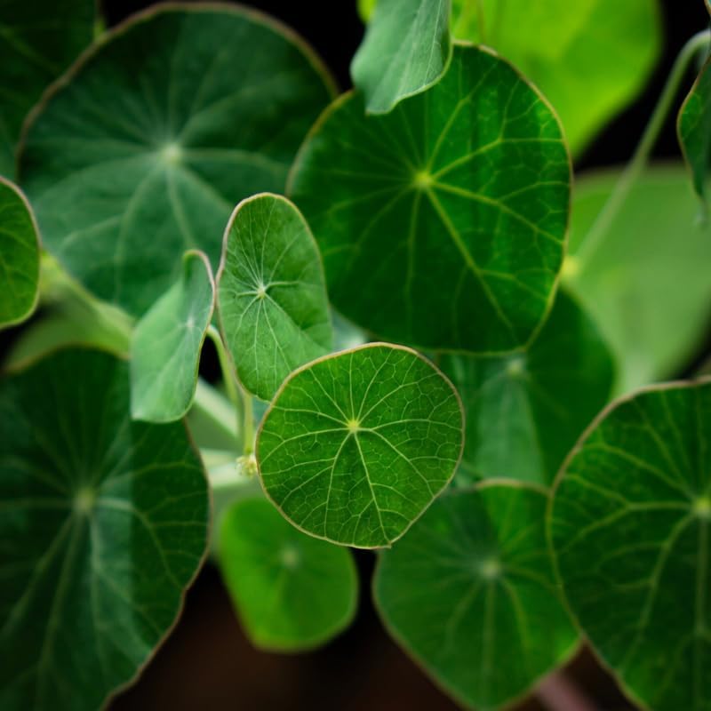 Stephania Cephalantha Caudex Live Plant in 3.5 – 4" Inch Pot | Beginner-Friendly Indoor Plant | Enhances Minimalist & Interiors | Thoughtful Gift for Plant Fans