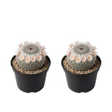 2 Live Cactus Plants Gold Ladyfinger Mammillaria Elongata, 4" Pot, Fully Rooted, Low Maintenance Rare Succulent Plant Live, Ideal for Succulent Collections & Indoor Décor