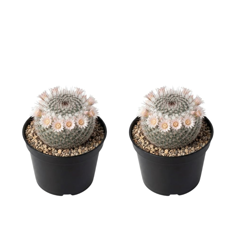 2 Live Cactus Plants, 4" Pot, Fully Rooted, Low Maintenance Rare Succulent Plant Live, Ideal for Succulent Collections & Indoor Décor