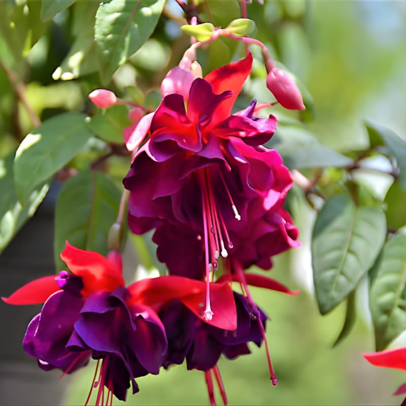 Fuchsia Plants Live, Gold and Red Foliage, 6-12 Inch Tall, Autumnale Variety, Trailing Flowering Plant, Ideal for Hanging Baskets