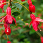 Fuchsia Plants Live, Double Red Fuchsia, 6-12 Inch Tall, Marinka Variety, Fast Growing Deciduous Flowering Shrub, Well-Rooted Plant