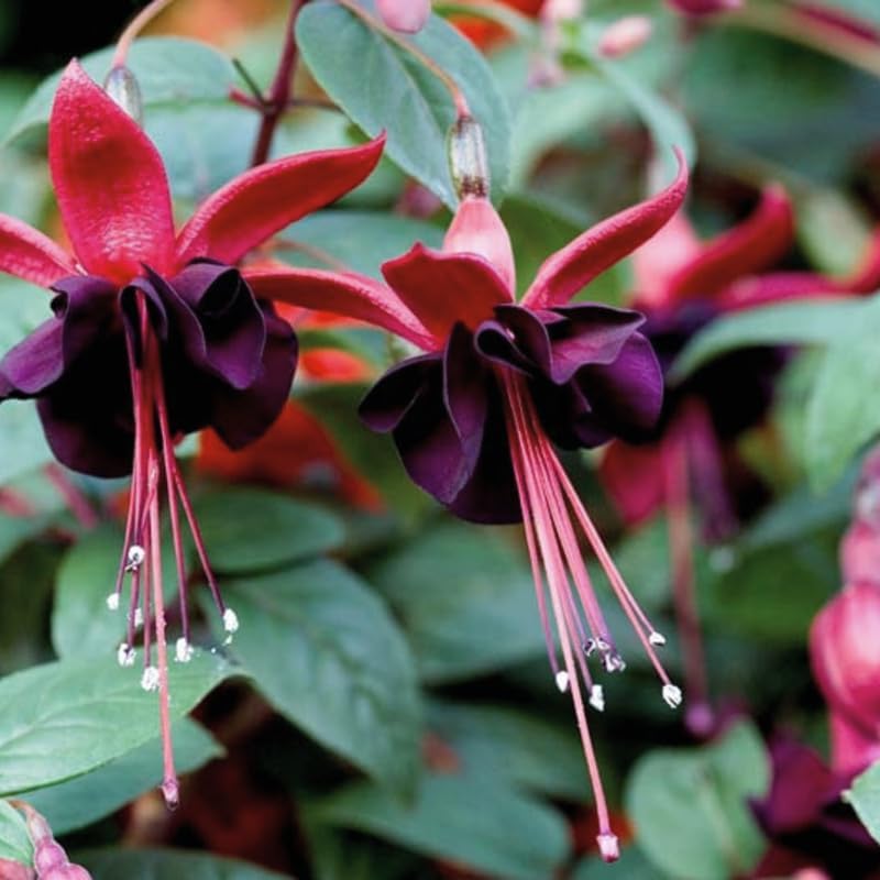 Fuchsia Plants Live, Double Red Fuchsia, 6-12 Inch Tall, Marinka Variety, Fast Growing Deciduous Flowering Shrub, Well-Rooted Plant