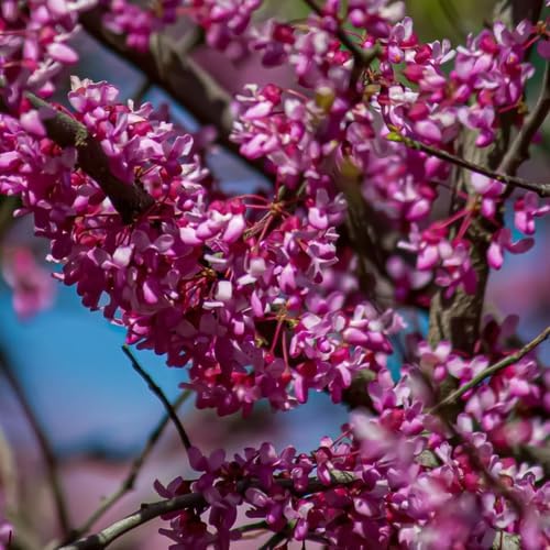 Redbud Tree Live Plant 6–12 Inch | Fast-Growing Spring-Blooming Ornamental Redbud | Low-Maintenance Starter Tree for Home Gardens, Patios & Outdoor Landscaping