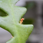 Fishbone Cactus (RIC Rac Cactus) Live Plant in 3" Pot | Unique Fish Bone Patterned Foliage | Easy-Care Indoor Tropical Houseplant | Great for Home Décor