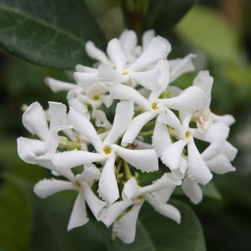 Confederate Star Jasmine Plant Live in 4 Inch Pot | Fast-Growing Fragrant Jasmin Plant for Indoor | Easy Care Flowering Plant for Home, Patio & Trellis