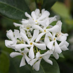 Confederate Star Jasmine Plant Live in 4 Inch Pot | Fast-Growing Fragrant Jasmin Plant for Indoor | Easy Care Flowering Plant for Home, Patio & Trellis