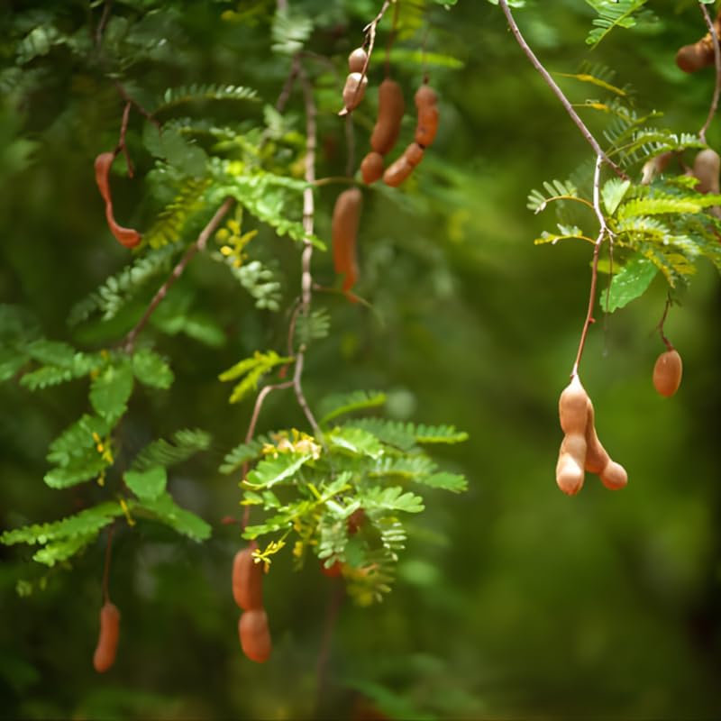 No Ship to CA, HI, AK, Sour Tamarind Fruit Tree, 2-3 Feet Size, 3 Gallon Pot, Well-Rooted Tropical Tree, Low Maintenance Fruit Plant for Sunny Outdoor Spots