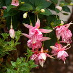 Fuchsia Plants Live, Gold and Red Foliage, 6-12 Inch Tall, Autumnale Variety, Trailing Flowering Plant, Ideal for Hanging Baskets