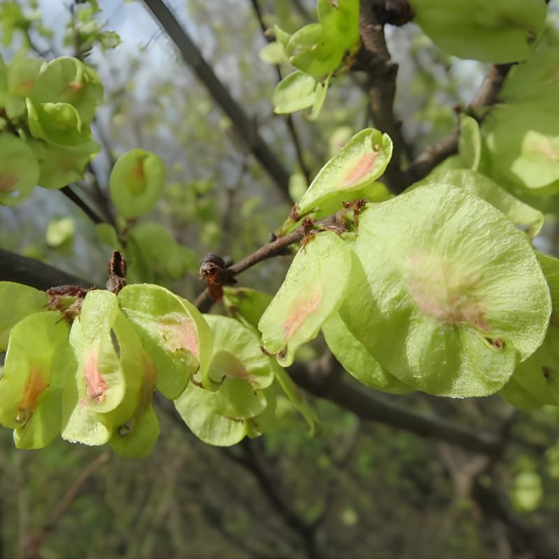 Siberian Elm Trees Live Plant | Fast-Growing Cold Hardy Elm Tree for Landscaping | 6-12 Inc Live Tree for Yard, Garden