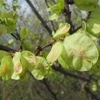 Siberian Elm Trees Live Plant | Fast-Growing Cold Hardy Elm Tree for Landscaping | 6-12 Inc Live Tree for Yard, Garden